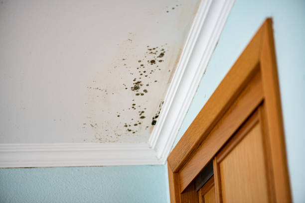 Certified Mold Removal in Point Clear, AL