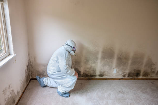 Best Commercial Mold Removal  in Point Clear, AL