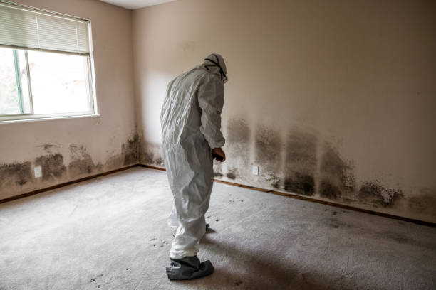 Mold Removal and Inspection in Point Clear, AL