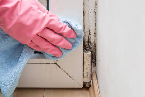 Mold Testing and Removal in Point Clear, AL